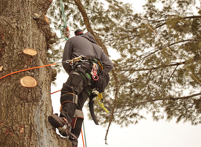 DCP Tree Service LLC employee trimming a tree